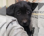 Small #33 Labrador Retriever