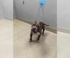 Staffordshire Bull Terrier-Unknown Mix Dogs for adoption in Las Vegas, NV, USA