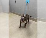 Small Staffordshire Bull Terrier Mix