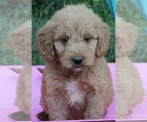 Goldendoodle (Miniature) Puppy for sale in FREDERICKSBURG, OH, USA