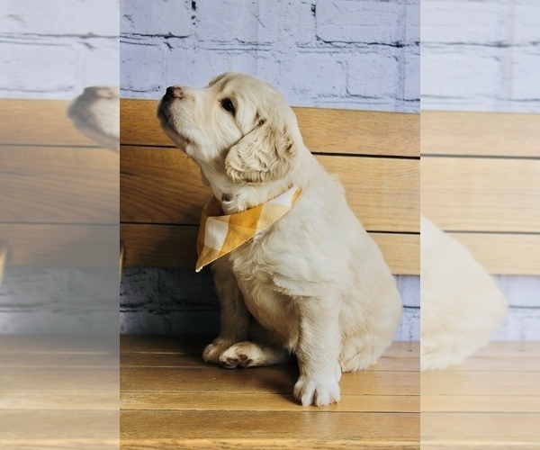 Medium Photo #9 Golden Mountain Doodle  Puppy For Sale in GREENEVILLE, TN, USA