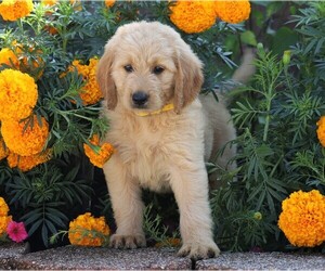 Goldendoodle Puppy for sale in FREDERICKSBG, OH, USA