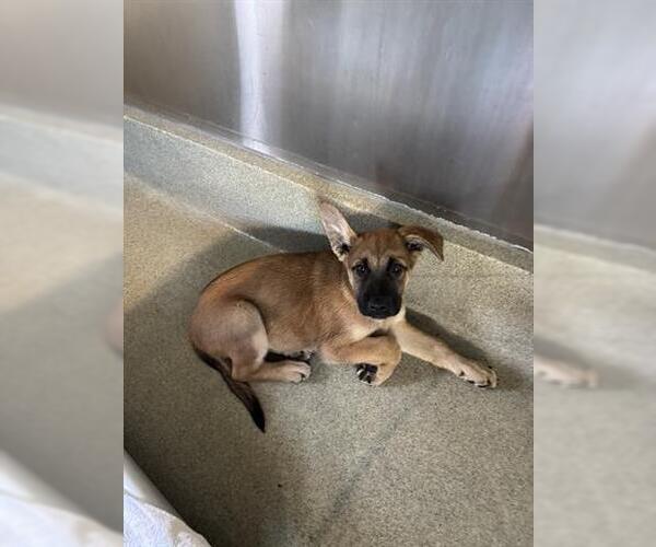 Medium Photo #1 German Shepherd Dog-Unknown Mix Puppy For Sale in San Martin, CA, USA