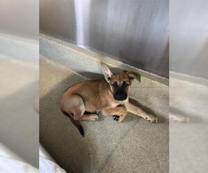 German Shepherd Dog-Unknown Mix Dogs for adoption in San Martin, CA, USA