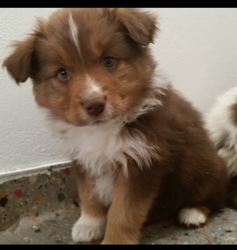 Australian Shepherd Puppy for sale in Pueblo, CO, USA