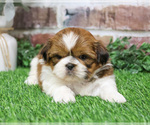 Small #2 Shih Tzu