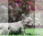 Small Photo #11 French Bulldog Puppy For Sale in BROADWAY MANCHESTER, CA, USA