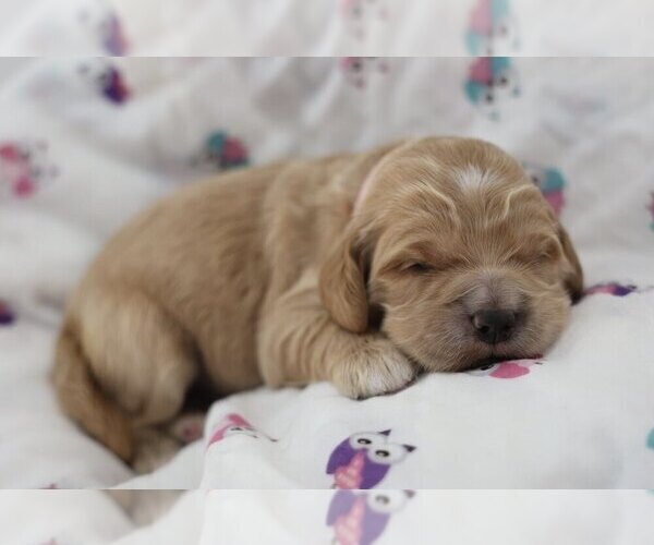 Medium Photo #4 Golden Cocker Retriever Puppy For Sale in Aylmer, Ontario, Canada
