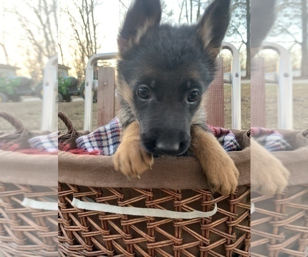 Medium Photo #3 German Shepherd Dog Puppy For Sale in BEDFORD, IN, USA