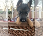 Small Photo #3 German Shepherd Dog Puppy For Sale in BEDFORD, IN, USA