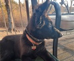 Small Photo #1 German Shepherd Dog Puppy For Sale in HILLSBORO, MO, USA