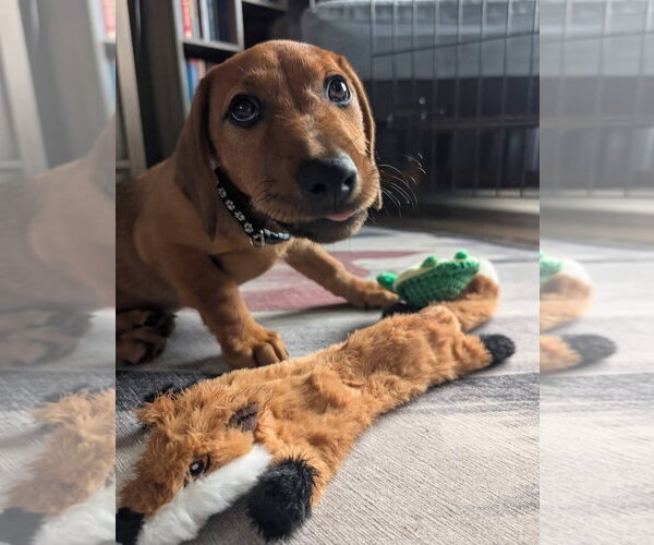 Medium Photo #10 Dachshund-Doberman Pinscher Mix Puppy For Sale in Buffalo, MN, USA