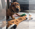 Small #9 Dachshund-Doberman Pinscher Mix