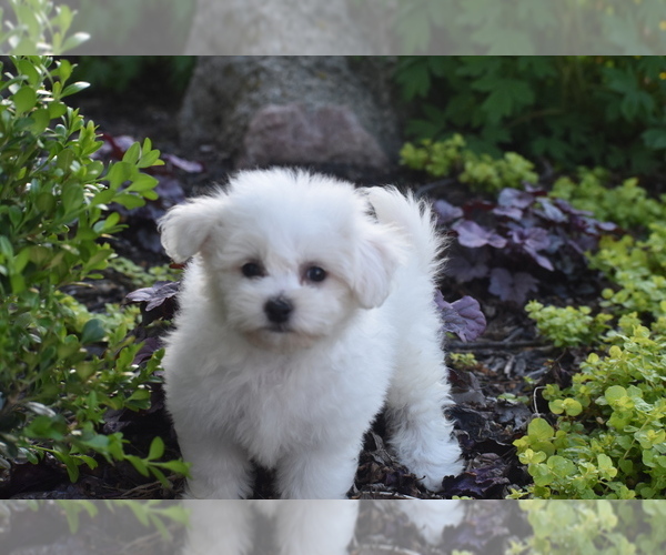 Medium Photo #4 Bichon Frise Puppy For Sale in ELDORADO, OH, USA