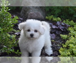Small #3 Bichon Frise