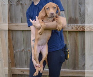 Raven - Female Labralas Dog for Adoption - Photo #4