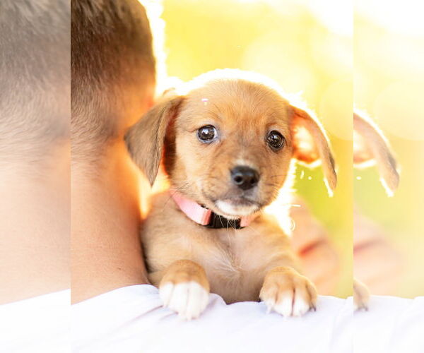Medium Photo #4 Dachshund Puppy For Sale in Corona, CA, USA