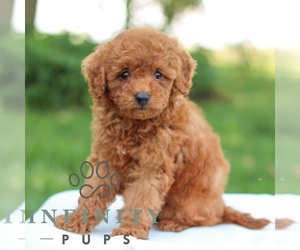Goldendoodle (Miniature) Puppy for sale in LITITZ, PA, USA