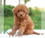 Small Goldendoodle (Miniature)