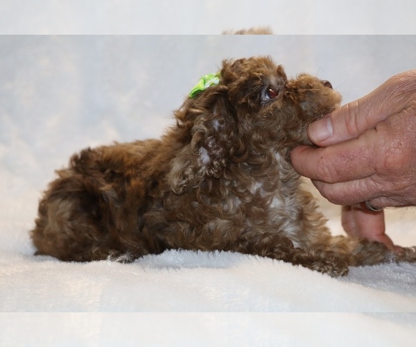 Medium Photo #9 Poodle (Toy) Puppy For Sale in DYERSBURG, TN, USA