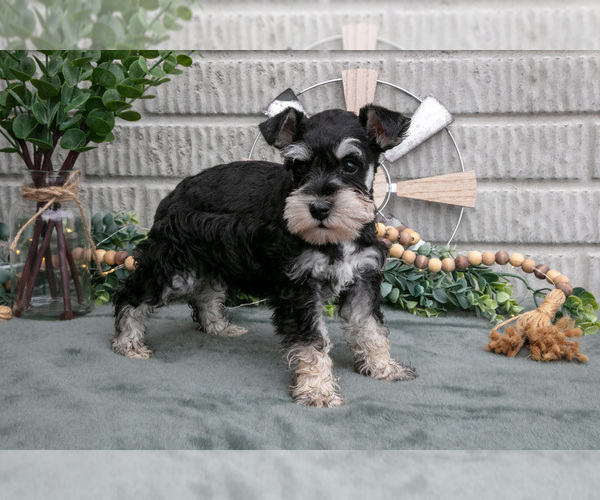 Medium Photo #31 Schnauzer (Miniature) Puppy For Sale in BALTIC, OH, USA