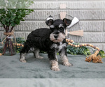 Small Photo #31 Schnauzer (Miniature) Puppy For Sale in BALTIC, OH, USA