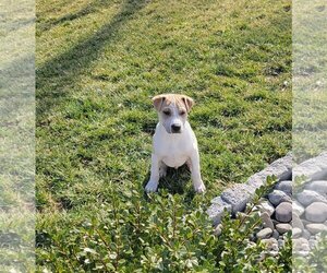 Boxador Dogs for adoption in Unionville, PA, USA