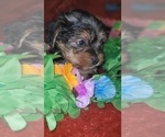 Small Photo #68 Yorkshire Terrier Puppy For Sale in AKRON, OH, USA