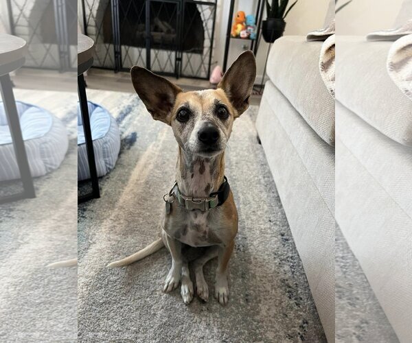 Medium Photo #8 Chihuahua-Unknown Mix Puppy For Sale in  Ramona, CA, USA
