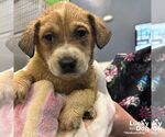 Small Retriever  Mix