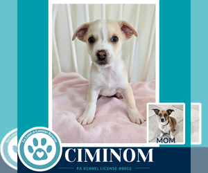 Beagle-Unknown Mix Dogs for adoption in Kimberton, PA, USA