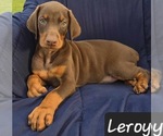 Image preview for Ad Listing. Nickname: Leroy