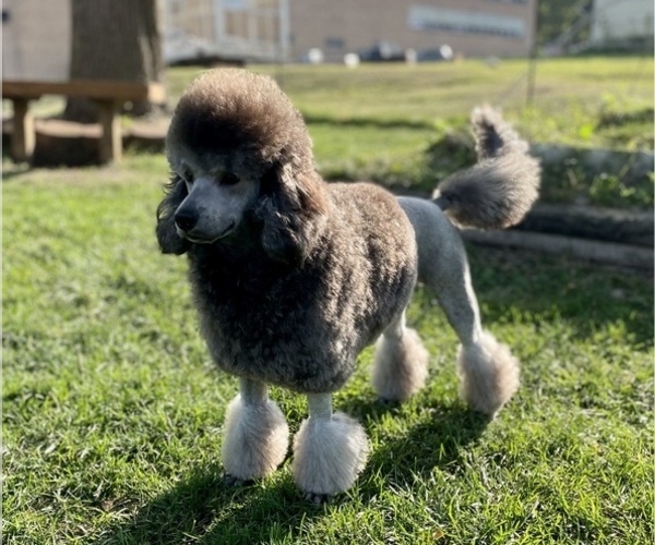 Medium Photo #1 Doodle-Poodle (Miniature) Mix Puppy For Sale in DELL RAPIDS, SD, USA