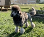 Small Photo #1 Doodle-Poodle (Miniature) Mix Puppy For Sale in DELL RAPIDS, SD, USA