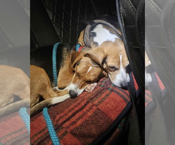 Medium Photo #2 Beagle-Unknown Mix Puppy For Sale in Westwood, NJ, USA