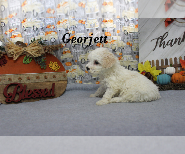 Medium Photo #12 Poodle (Toy) Puppy For Sale in CHANUTE, KS, USA