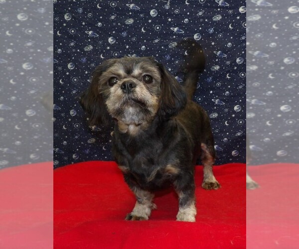 Medium Photo #14 Cavapoochon (Miniature) Puppy For Sale in PATERSON, NJ, USA