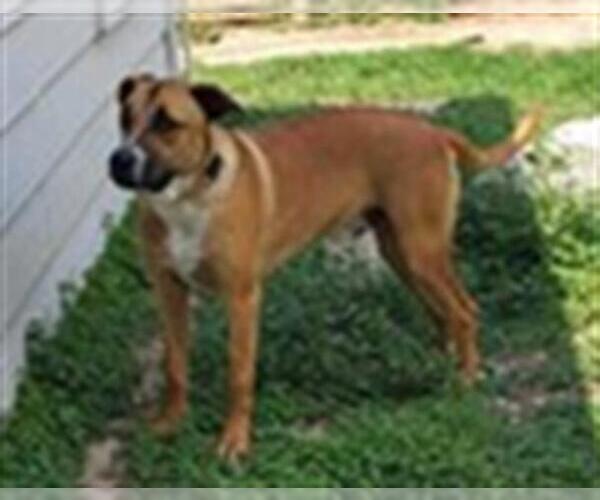 Medium Photo #2 Labrador Retriever-Unknown Mix Puppy For Sale in San Antonio, TX, USA