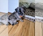 Small #8 Pug
