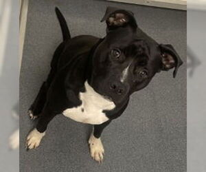 American Pit Bull Terrier Dogs for adoption in Glen Allen, VA, USA