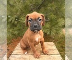 Small #2 Boxer