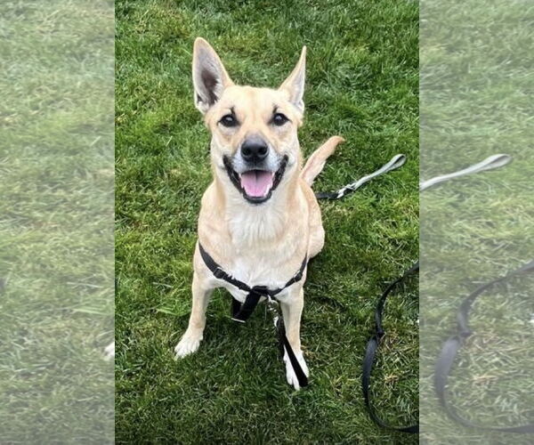 Medium Photo #1 Carolina Dog-Unknown Mix Puppy For Sale in San Jose, CA, USA