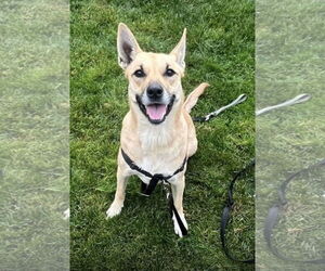 Carolina Dog-Unknown Mix Dogs for adoption in San Jose, CA, USA
