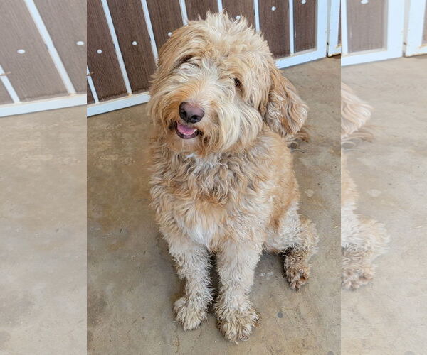 Medium Photo #2 Goldendoodle (Miniature) Puppy For Sale in Glendale , AZ, USA