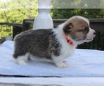 Small #5 Pembroke Welsh Corgi