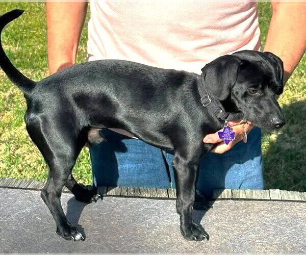 Medium Photo #3 Chiweenie Puppy For Sale in Boonton, NJ, USA