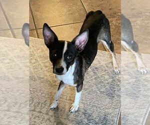 Rat Terrier-Unknown Mix Dogs for adoption in San Antonio, TX, USA