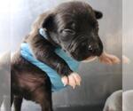 Small American Staffordshire Terrier Mix