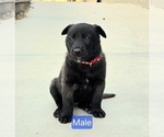 Puppy Red collar Belgian Malinois