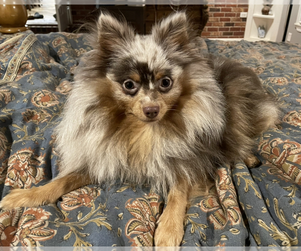 Medium Photo #1 Pomeranian Puppy For Sale in LUMBERTON, MS, USA